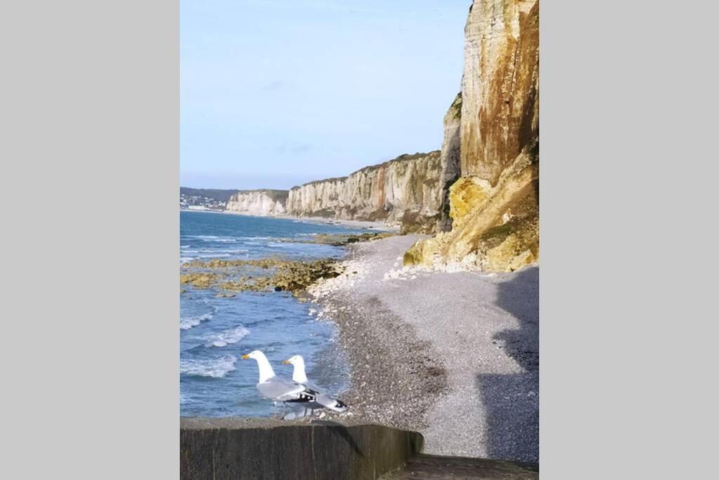 Le Nid Colas cour au sud vélos a dispo Fécamp Extérieur photo
